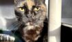4232957911734caad86c01d40de767ae