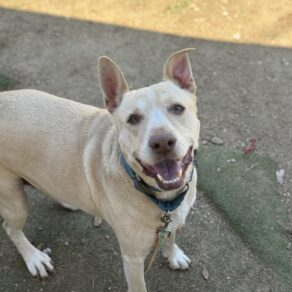 A47399a8a68a619909dc938a13414498
