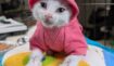 A9eed3deb219d403bfc31c5370ca4c29