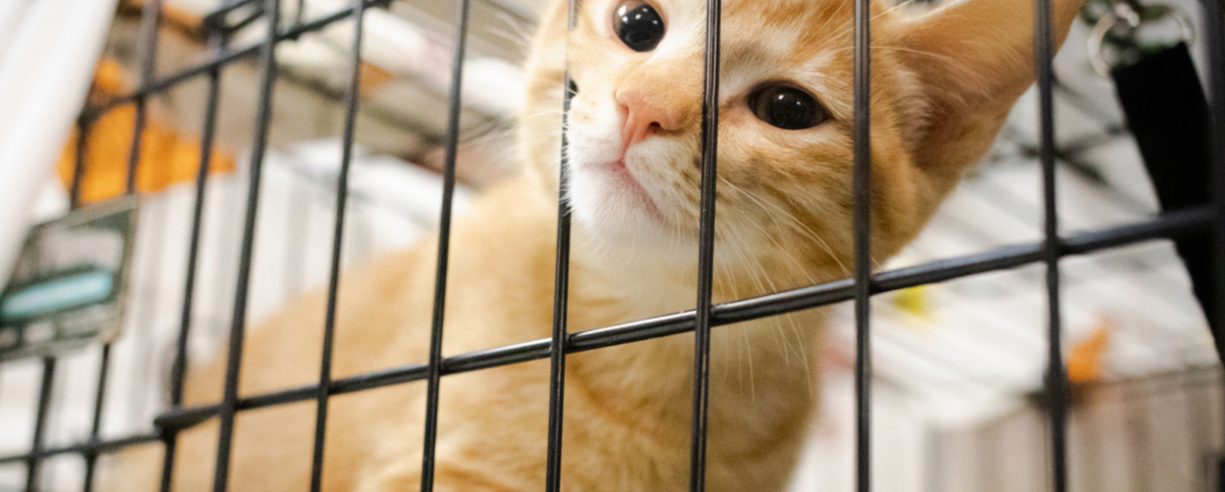 Adopt Banner