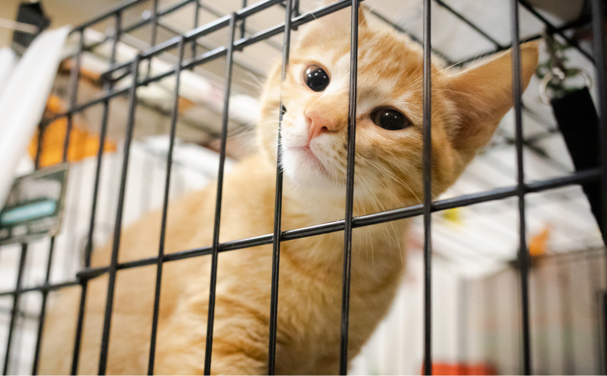 Adopt Banner