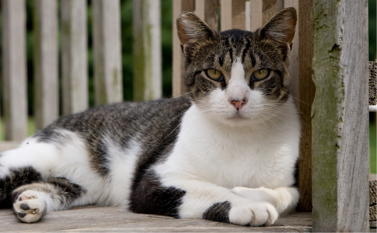 Barncat Banner