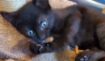 Caaf8469ebc97edaf759c740550ca021