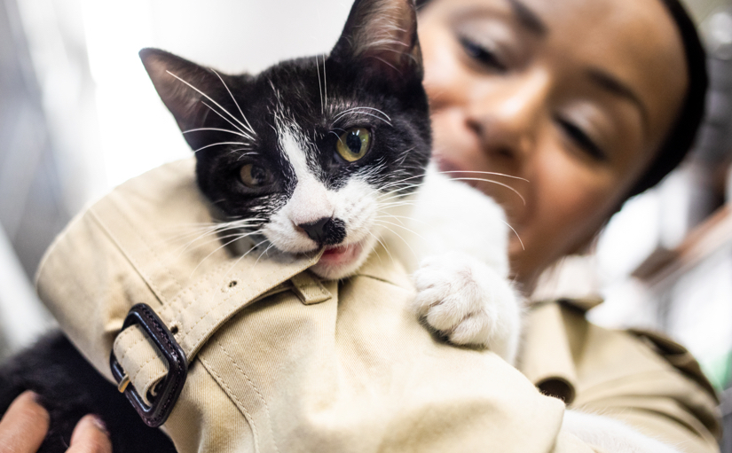 Cat Foster Banner
