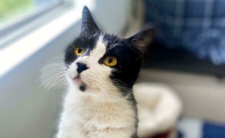 Cat Program Photo