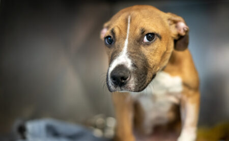 Clinic Parvo Photo