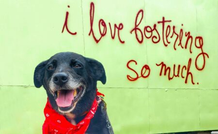 Foster photo