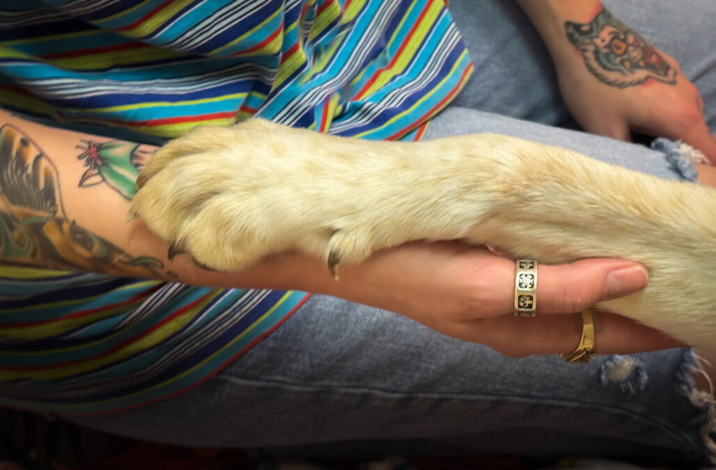 Human animal bond