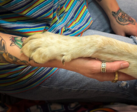 Human animal bond