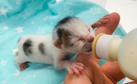 Kitten Bottle
