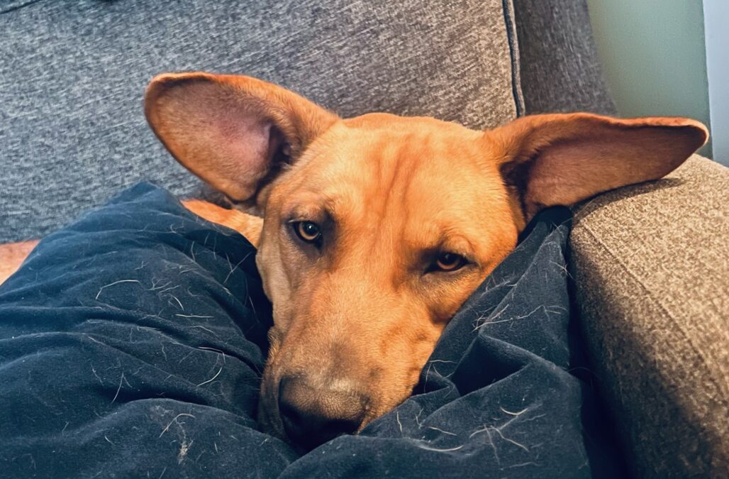 Loki3
