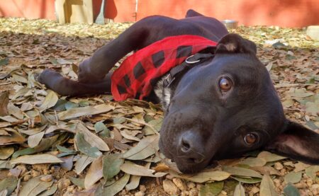 Long Stay Dog photo
