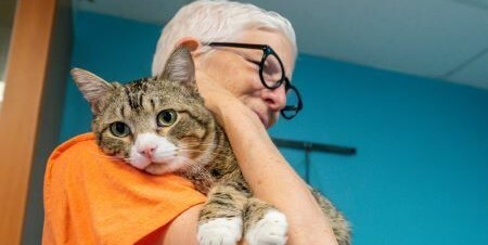 Cat Need Home Image