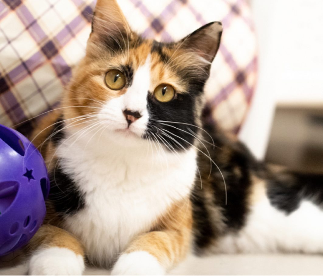 Whyfoster Cat