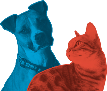 American Boyes