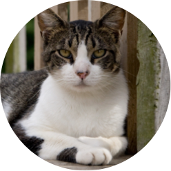 https://www.austinpetsalive.org/uploads/thumbnails/barncat_thumb_190226_151322.png