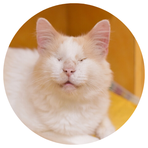 Blinky Icon 2