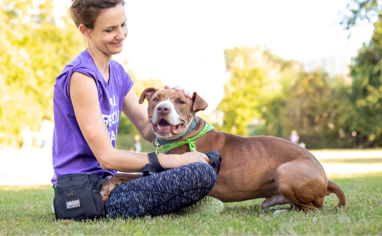 Dog Program Banner