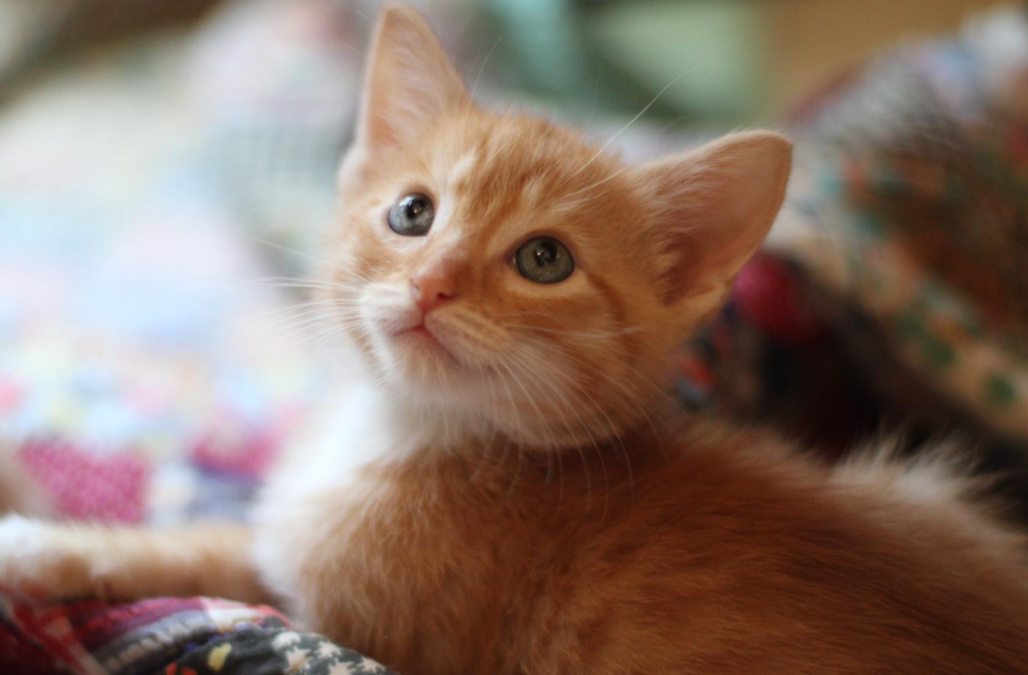 Kitten Season Blog