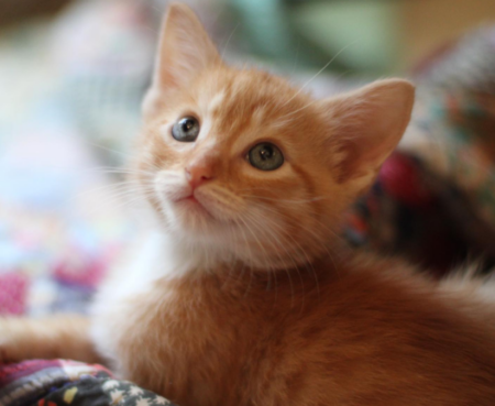 Kitten Season Blog
