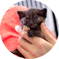 Neonatalkitten Icon