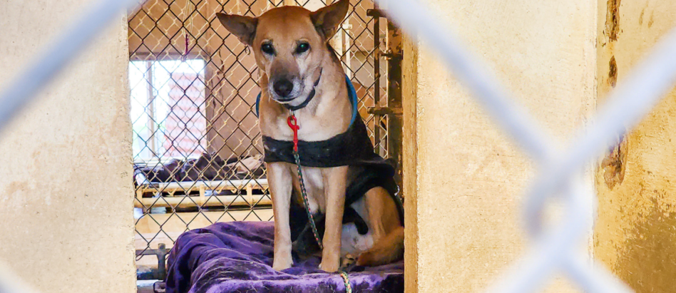 Pup in Kennel