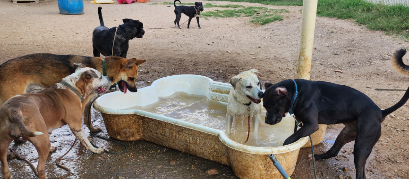Rewriting Behavior Dog Stories