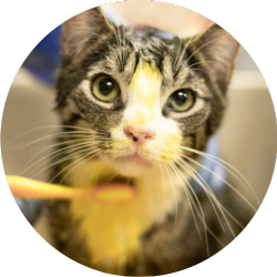 https://www.austinpetsalive.org/uploads/thumbnails/RingwormProgramThumbnail.png