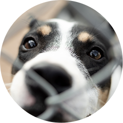 Savespace Dog