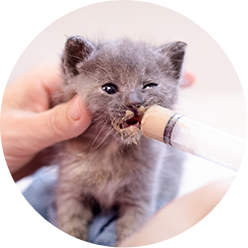 Tlc Catfoster Icon
