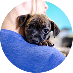 Tlc Puppies