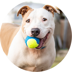 Topdog Icon