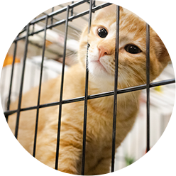 Transition Foster Icon